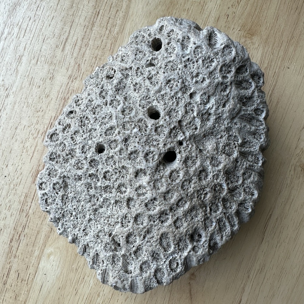 Fossil Coral Colony Specimen 5.5" Detailed Tarrant County Texas Creek Find 42 oz - Picture 3 of 11